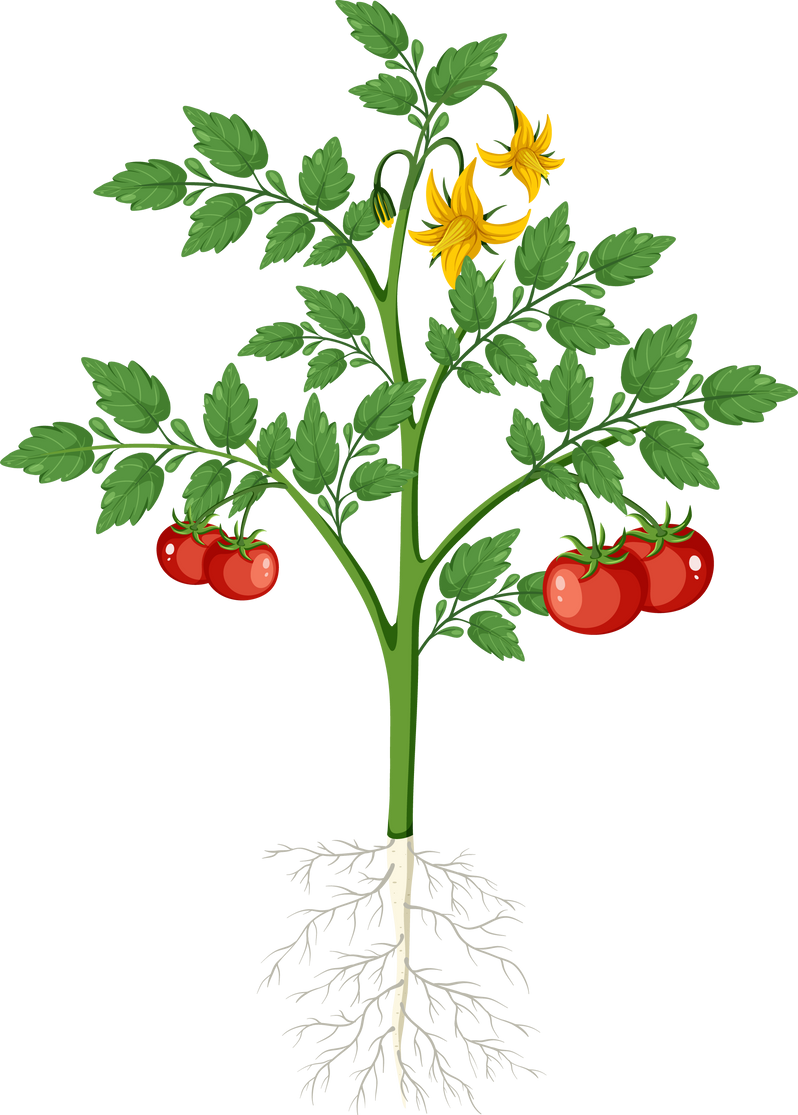 Tomato Plant with Fruit Isolated with Root System