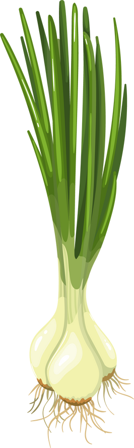 Green spring onions, chives