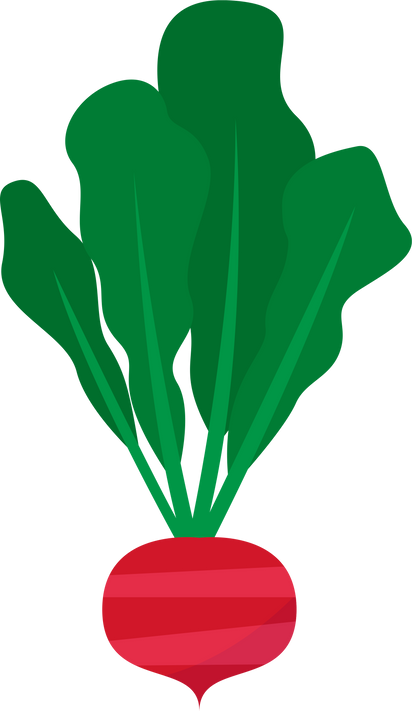 Fresh Radish Illustration