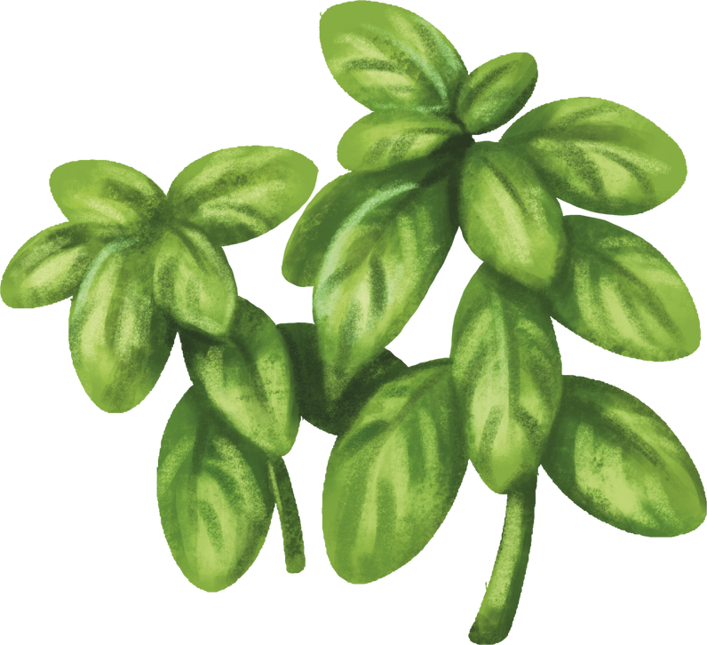 watercolor sweet basil