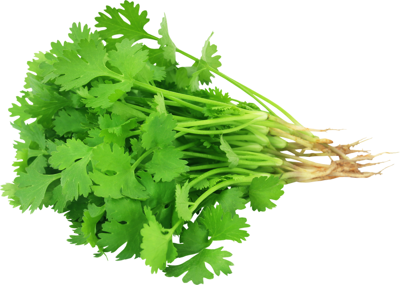 Bunch of Fresh Coriander Leaves